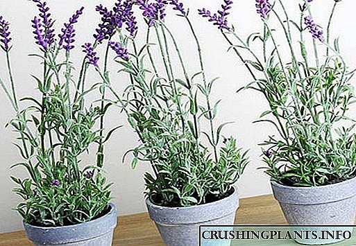 Reëls vir die versorging van geurige laventel in 'n pot