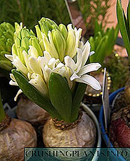 Plantar e coidar adecuadamente os jacintos na casa