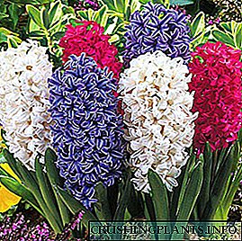 باغ میں hyacinths لگانے کے لئے صحیح وقت موسم بہار میں پرچر پھولوں کی ضمانت ہے۔