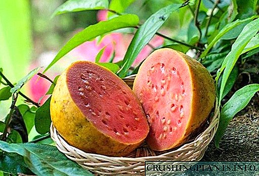 Kwethula ukunakwa kwakho i-apula yezitshalo ezishisayo noma isithelo se-guava exotic