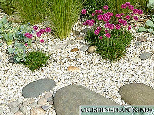 Предности на користењето на мулчирање на почвата во градината, на креветите и цветните леи