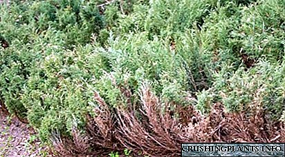 Alasan kenapa juniper dadi kuning ing musim semi, lan cara kanggo ngatasi masalah kasebut