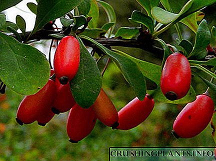L-użu fil-mediċina tal-barberry vulgaris