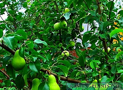 સફરજનના ઝાડ પર પિઅરનું રસીકરણ - ક્યારે અને કેવી રીતે બનાવવું