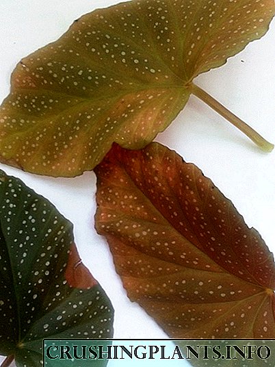 کورل بیگونیا کو بڑھنے میں دشواری: پتیوں کی سرخی اور خشک ہونا۔