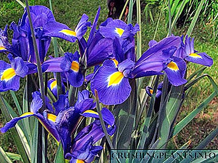 Yin rigakafi da iko da cututtukan iris