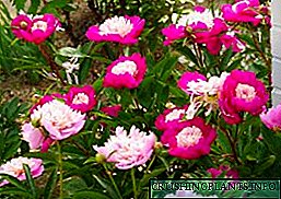 Едноставна шема на цвет кревет со peonies во земјата - добар избор на цветна градина