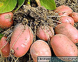 Diluculo varietates potatoes - in notitia generali