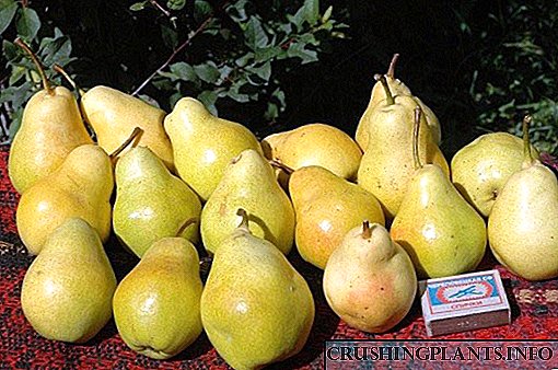 Pear ទុំដើមដាដានៅក្នុងសួនច្បាររបស់យើង។
