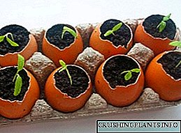 Eierschuel seedlings - eng einfach, praktesch a profitabel Léisung