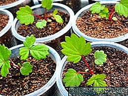 Seedlings urtarrilean