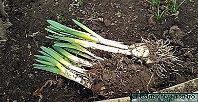 Na proljeće sadimo narcis: kako to učiniti