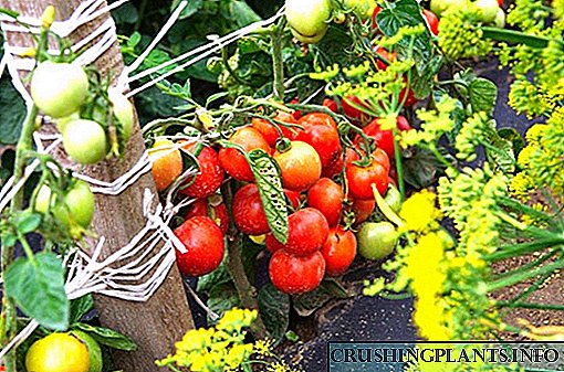 Si Tomato nagtubo sa tanaman sa Dubrava Dubok