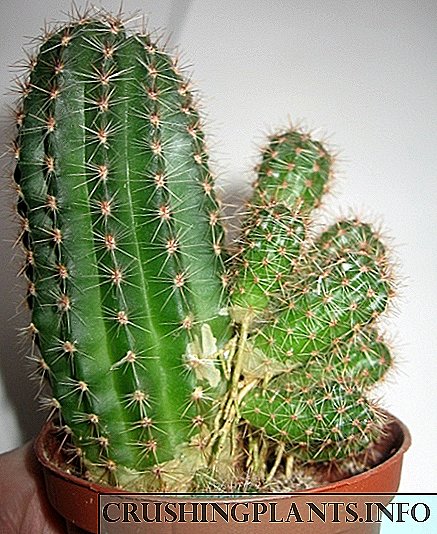 Tugaimid cactus sa bhaile