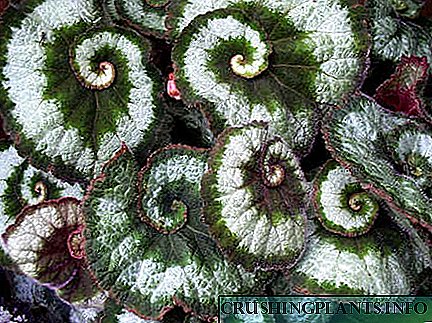 Verbreedung vun dekorativen Blat Begonia
