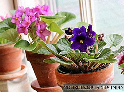 Voortplanting van viooltjies by die tuisblad