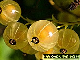 Размножување на цариградско грозде во земјата