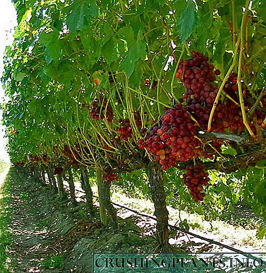 Reproduksi anggur kanthi layering ing mangsa panas