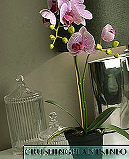 Raznolikost i značajke izbora lonca za orhideje