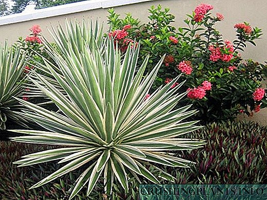 Macem-macem jinis yucca: deskripsi tanduran kanthi jeneng lan foto