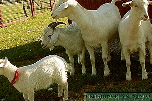 Одгледување кози дома за почетници