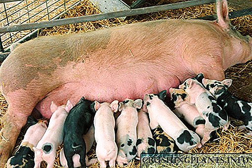 Porcos reprodutores nun composto persoal