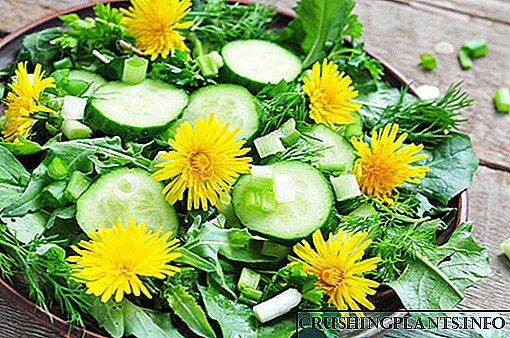 Resep kanggo salad dandelion sing sehat
