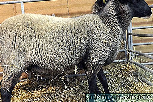 Романовска раса на овци фустани во крзнени палта половина свет