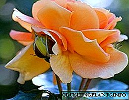 Rosa de té: beleza perfumada no xardín e na casa