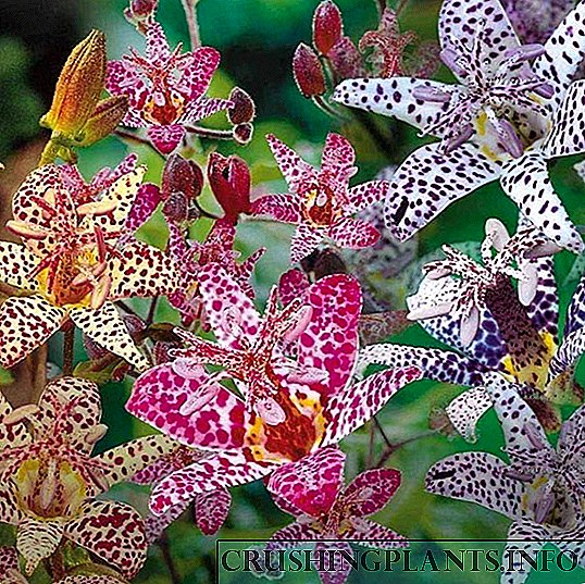 Garden Orchid Tricirtis: Kukula Kwambiri ndi Zosiyanasiyana