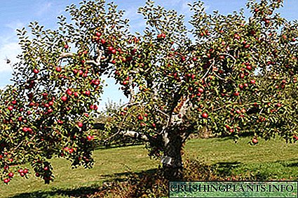 ბაღის მუშაობა ვაშლის ხეების საზაფხულო მორთვაზე
