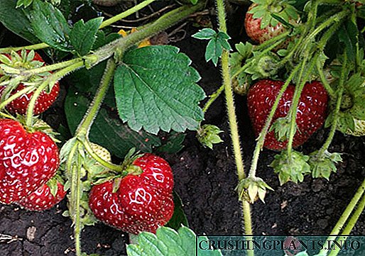 Kacha ụtọ tụụrụ iche iche remontant strawberries - Lyubasha