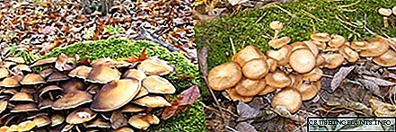 Јадечки и лажни печурки: како да не западнете во опасна стапица