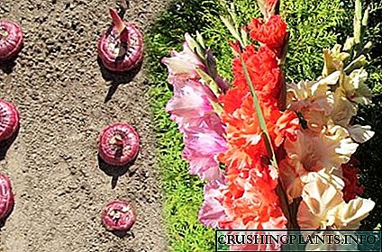 Sekretet e mbjelljes pranverore të gladioli si një garanci e lulëzimit të verës