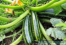 Izimfihlo zokukhula kwe-zucchini: izeluleko ezivela kubahlali basehlobo abanolwazi