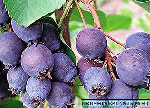 Kyakkyawan shrub tare da kyawawan berries - iragha