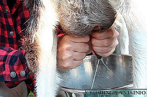 Колку млеко дава коза дневно?