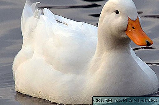 Колку време е потребно патки од различни раси да седат пилиња?