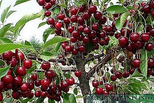 ချိုမြိန် berry သီး - ချယ်ရီ Turgenevka