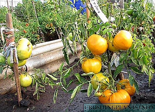 Persimmon solèy ak dous tomat: karakteristik ak deskripsyon varyete a