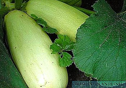 Macem-macem zucchini pikeun neundeun jangka panjang kalayan poto sareng déskripsi