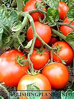 Amrywiaethau o domatos ar gyfer tir agored