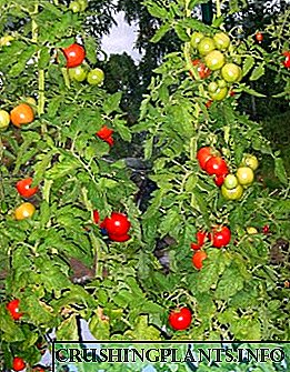 Larmi domatesh për rajonin e Leningradit