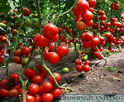Varietéite vun Tomaten fir Treibhousen