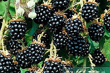 Varietal fitur saka blackberry Agawam lan aturan kanggo ngrawat