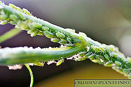 Atụmatụ - tufuo aphids na dil