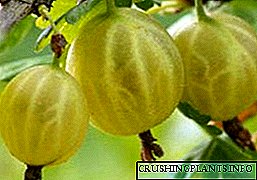 Tipps fir Planzen gooseberries