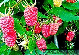 Tips pikeun miara raspberry