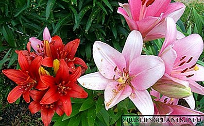 Tips kanggo nggawe amben kembang karo kembang lili lan daylili