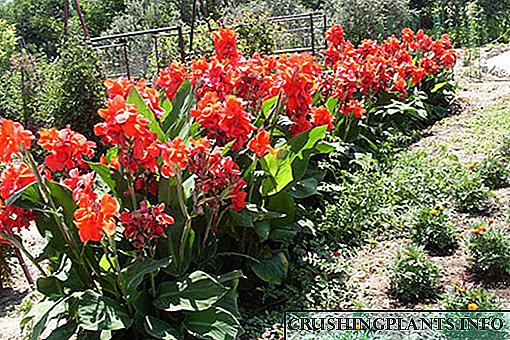 Crea un xardín de flores de estilo tropical plantando cannas